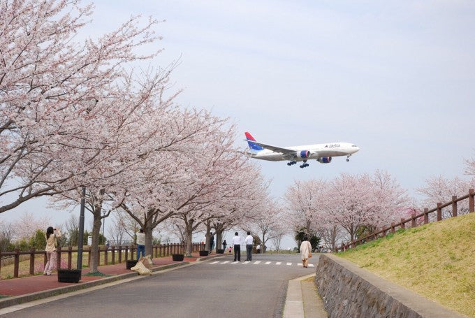 成田市さくらの山