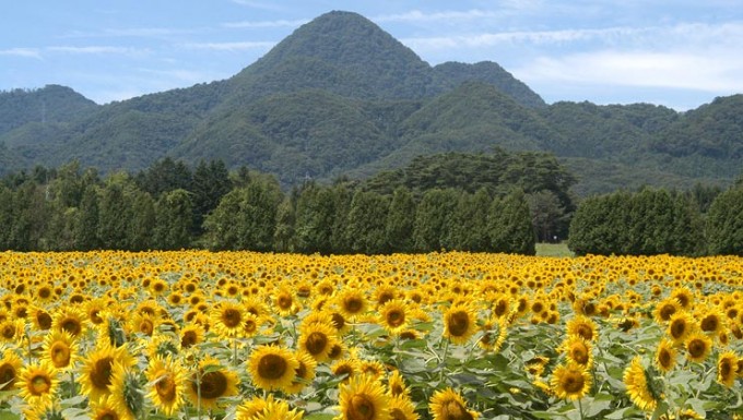 煙山ひまわり畑