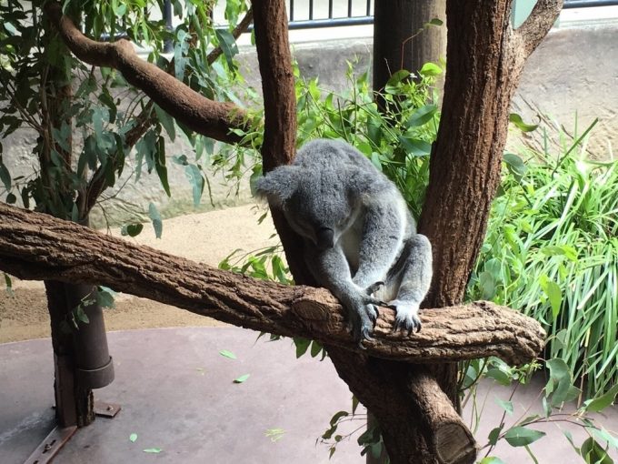 Australia ZOO コアラ