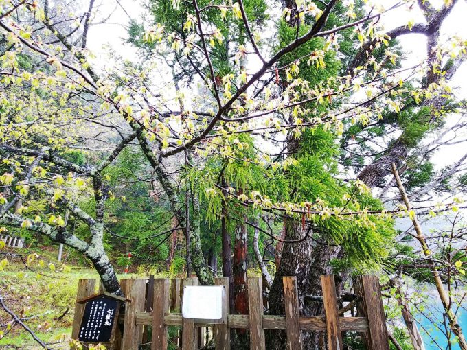 秋田 パワースポット御座石神社 七色木