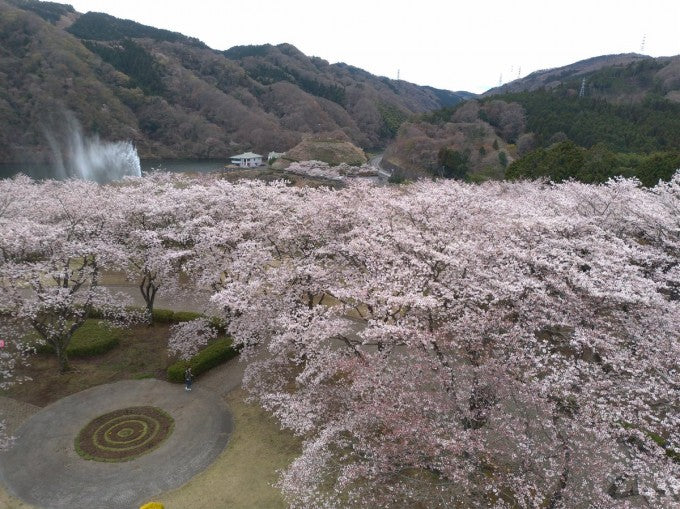 茨城インスタ映え 十王パノラマ公園 桜