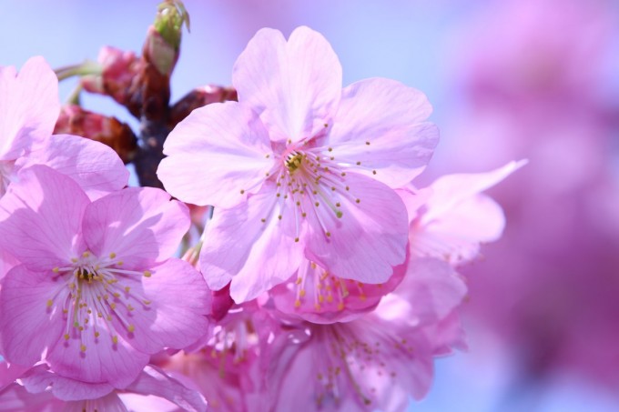 三ツ池公園 桜