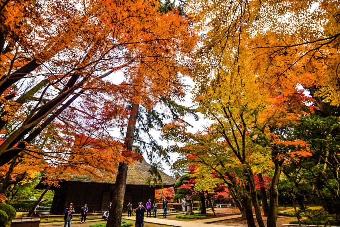 平林寺 紅葉