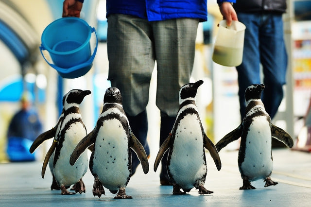 のとじま水族館
