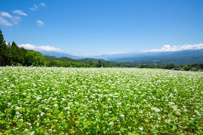 戸隠そばについて