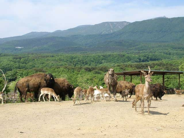 東北サファリパーク