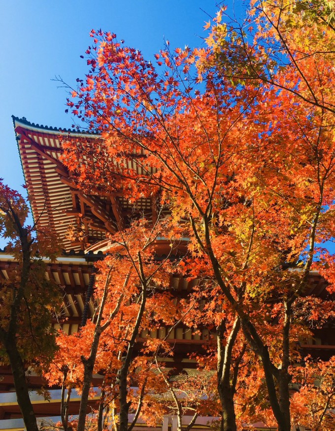 成田山 新勝寺 紅葉