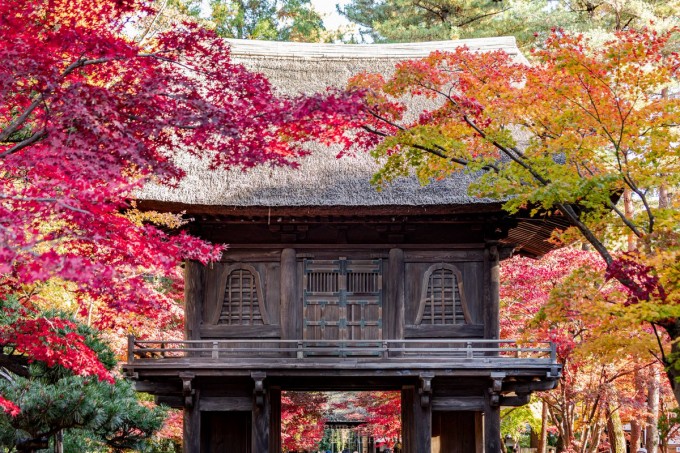 平林寺 紅葉