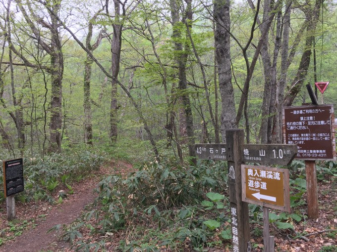 奥入瀬渓流 IMG_2828 1