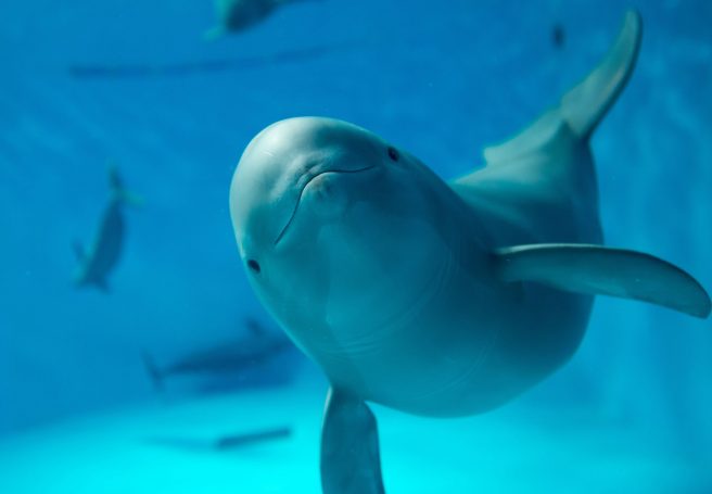 宮島水族館