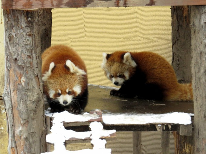 旭山動物園