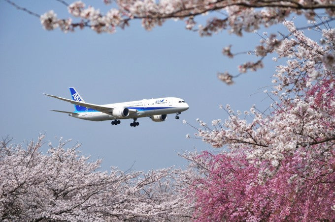 成田市さくらの山 桜