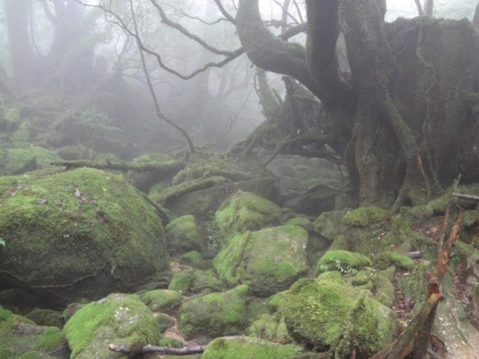 屋久島